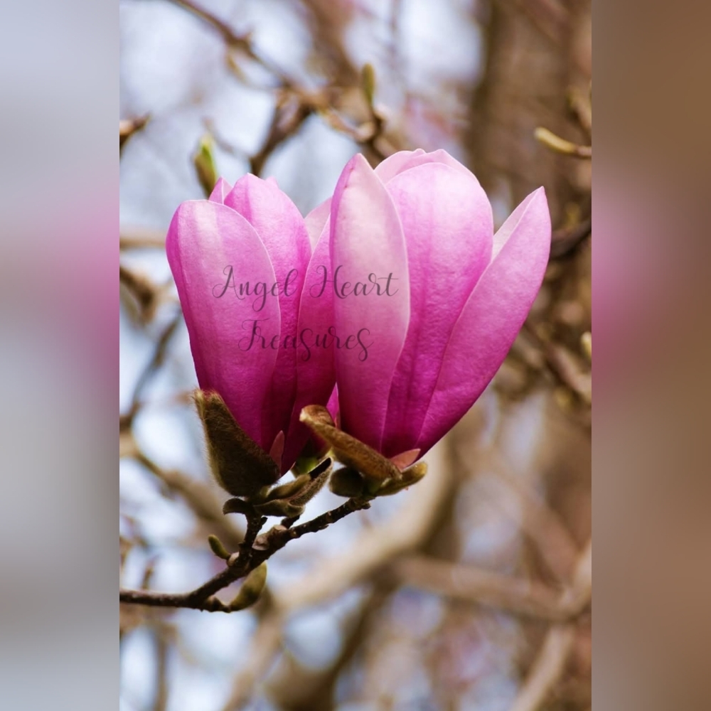 4x6 Original Photography Of Pink Magnolia Flower Blooms Photo Print